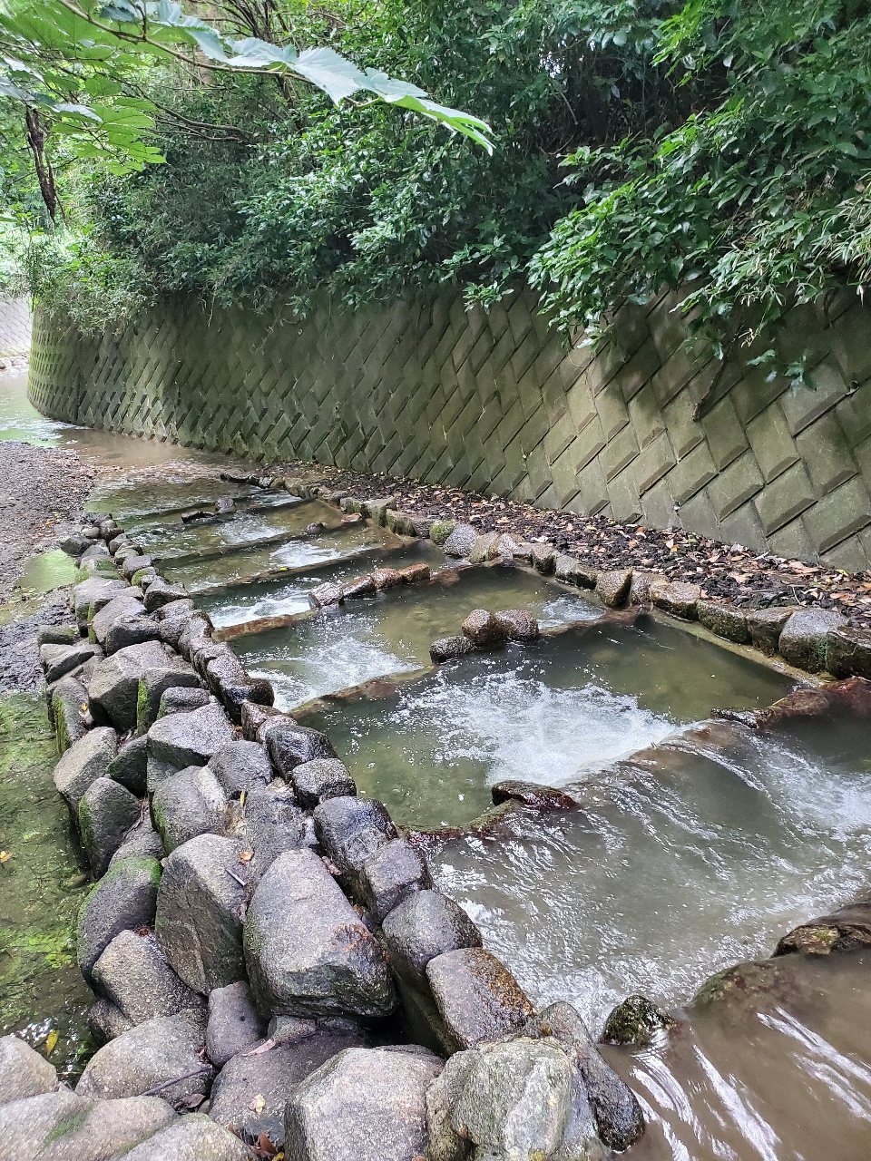 前田川遊歩道の魚道
