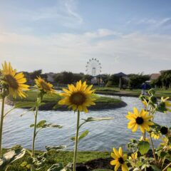 【子供とのんびり１日遊べるシリーズ】第3弾 長井海の手公園 ソレイユの丘