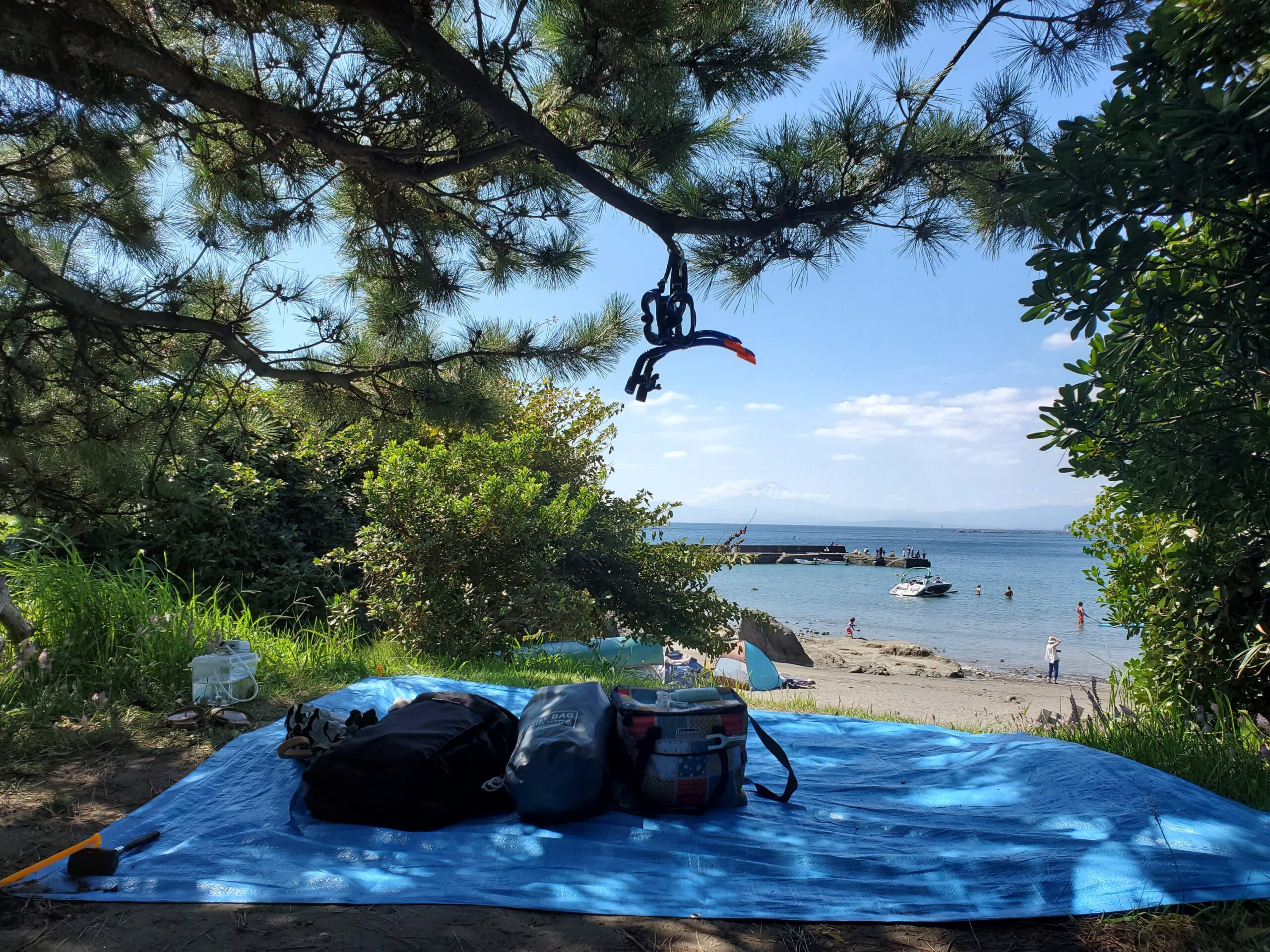 小磯の鼻 手前の松の木の下