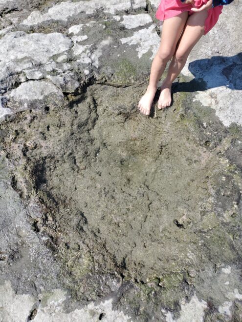 潮溜まり 水温チェック