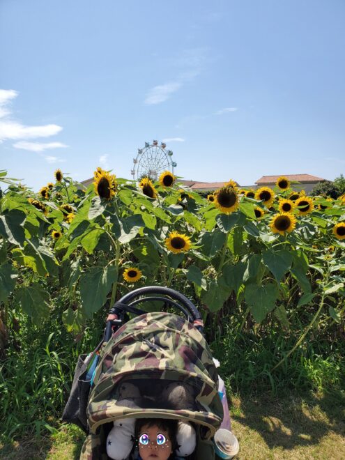 ソレイユの丘入園口よりすぐのお花畑