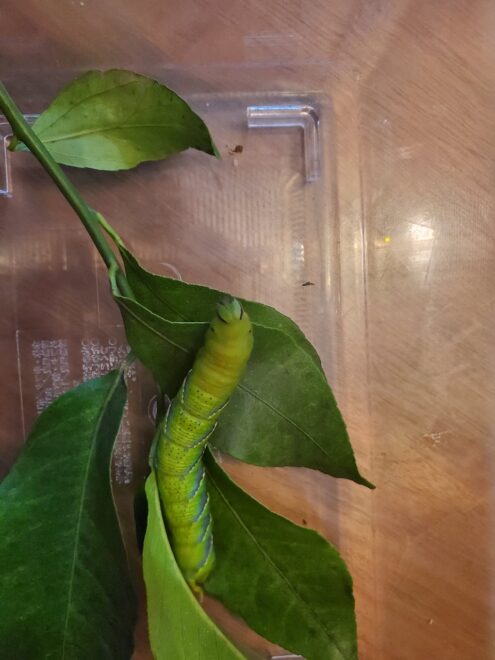 クロメンガタスズメ