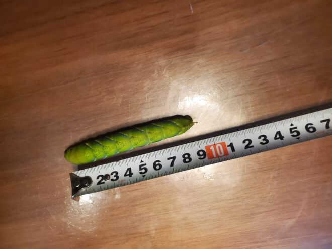 クロメンガタスズメ