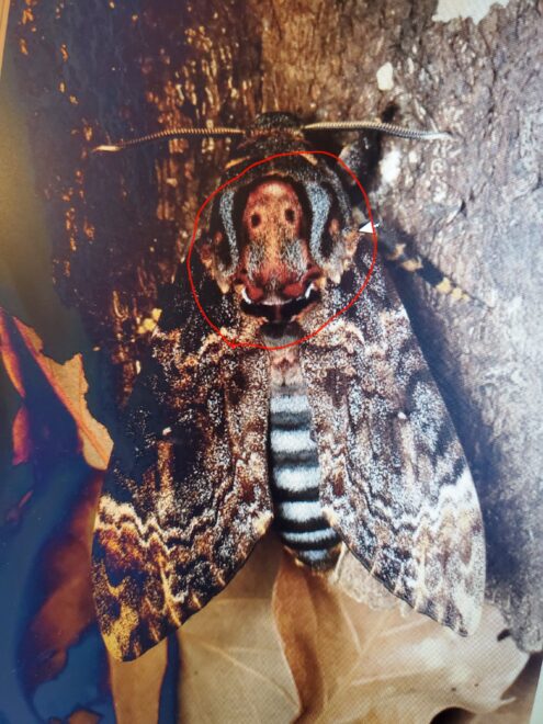 クロメンガタスズメ成虫の模様