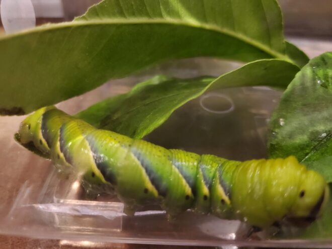 クロメンガタスズメ