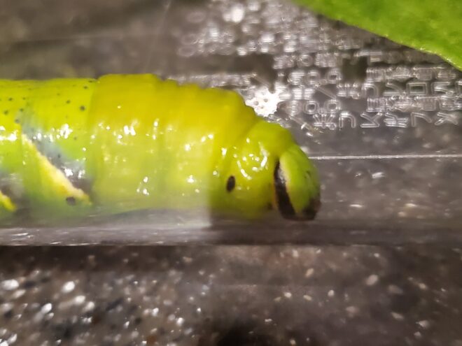 クロメンガタスズメ