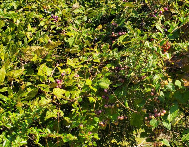 なんの実か分からないですが、秋らしい色味の実