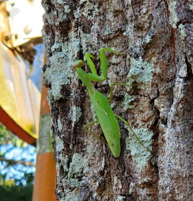産卵前のカマキリ