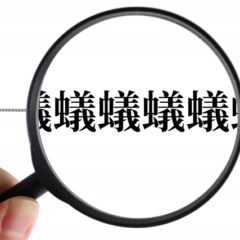 （閲覧注意）デカイ青虫（芋虫）を拾ってみました　この子は何なの？