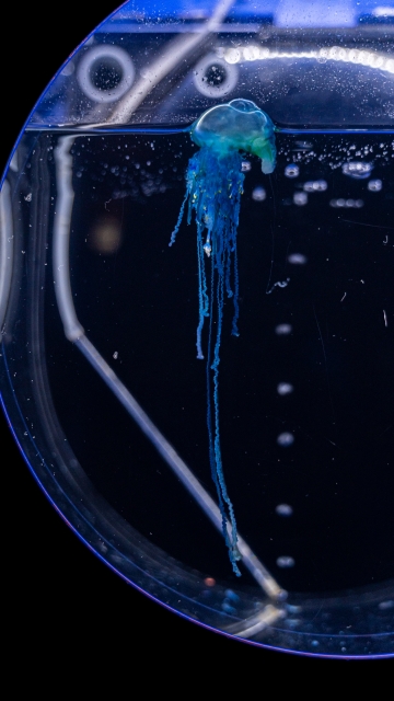 水槽の中のカツオノエボシ