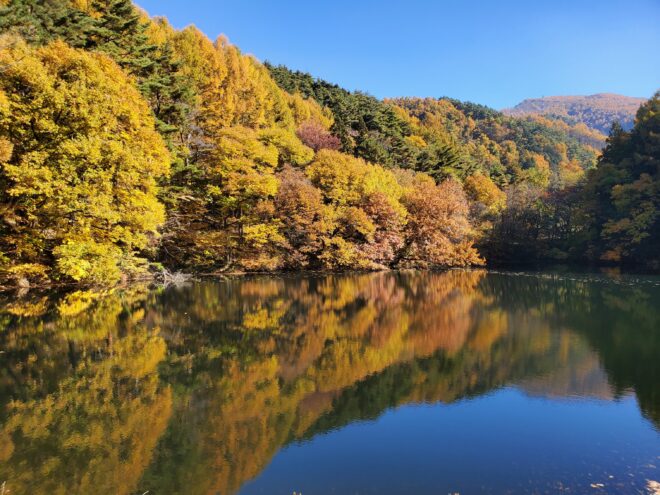 自然豊かな森