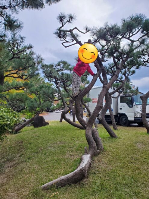 松の木林で木登り